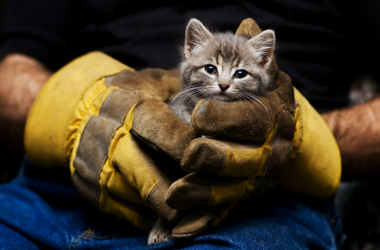  photo Kitten_and_FF_crop380w_zpsf5e905bc.jpg