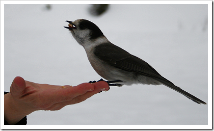  photo GoldCreek_gray_jay6_zps5c7ef4e2.png