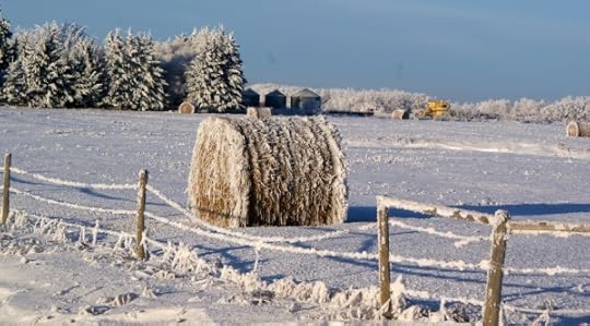 Frosty bale of hay
