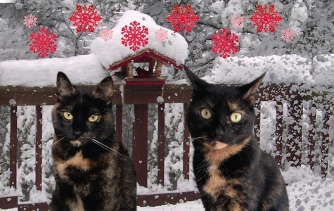 cats-in-snow