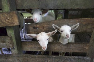 The goats on Benito's dairy farm
