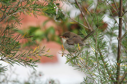 Superb Fairy-Wren (Malurus Cyaneus)