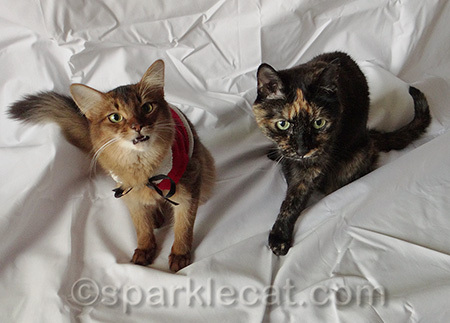 Hey! How come I have to wear something and she doesn't?