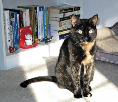 top-10-cat-books