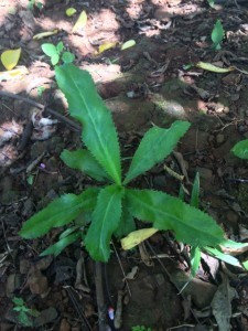 cilantro