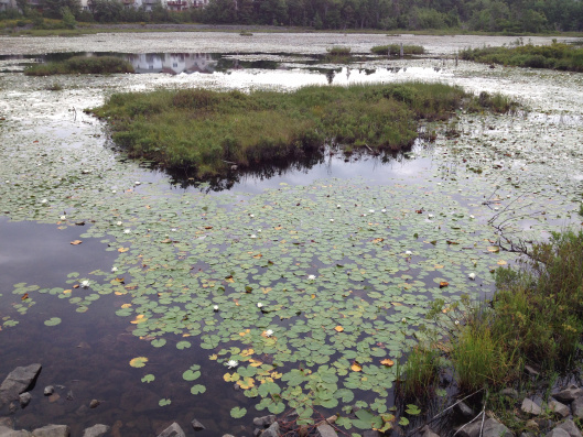 Belcher's Marsh