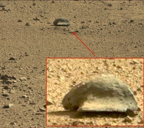 tortoise?