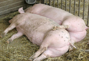 loading pigs now