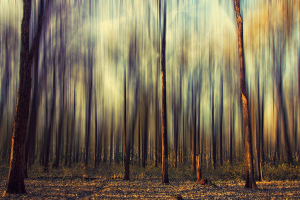 my_forest_dream_is_still_a_dream
