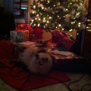 Christmas Cat