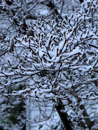 snow cream