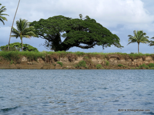 The Tree