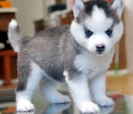 description