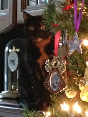 Christmas-cat