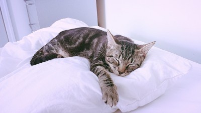 New-York-City-cat-cafe