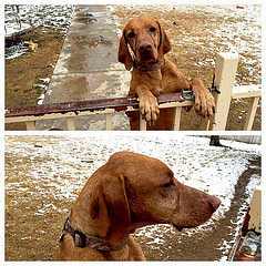 Hey. Whacha doing? #NobleChristmas #vizsla