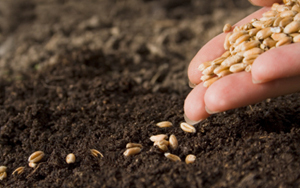 seeds sown
