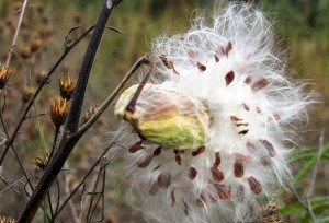 milkweed