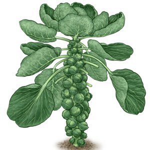 Brussels Sprouts
