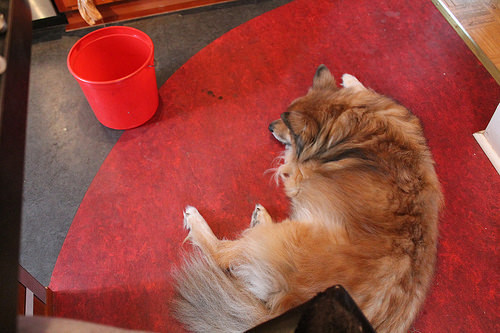 kitchen floor, with dog