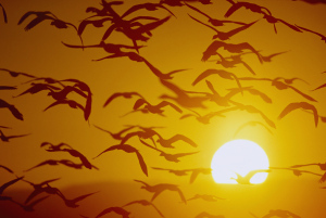 Flying birds