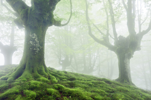 misty trees (2)