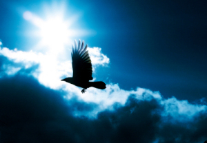 Bird, Flying, Crow, Raven, Sky, Sun