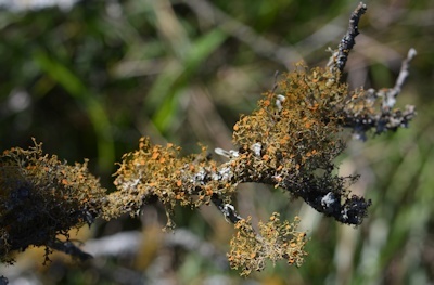 lichens