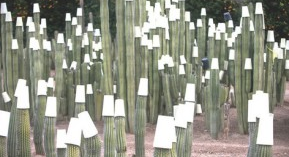 How to protect a cactus from a freeze. The secret is knowing what will save a plant and what wastes time and materials.