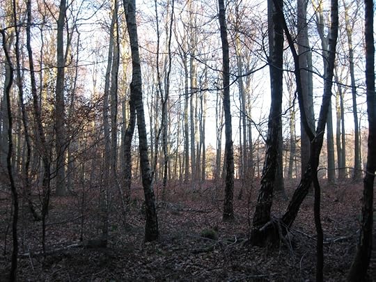 Woodlands