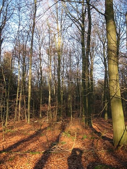 Woodlands