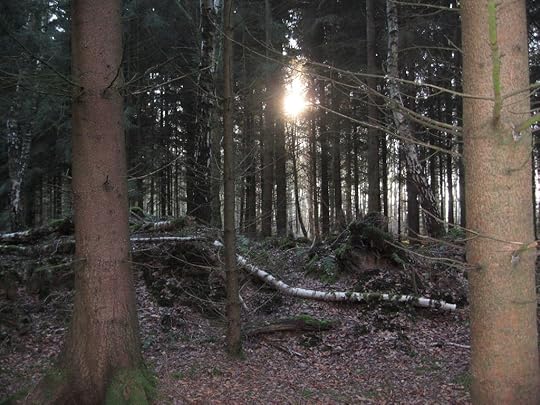 Sun in the woods.