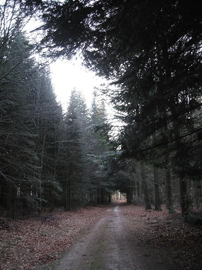 Dark woodland path