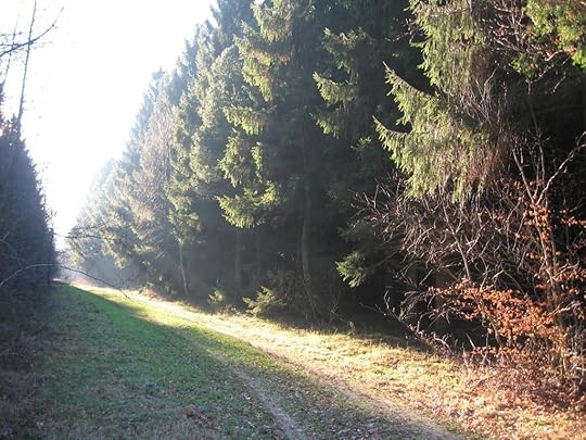 Sunlit path