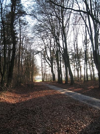 Woodland path