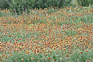 Wildflowers