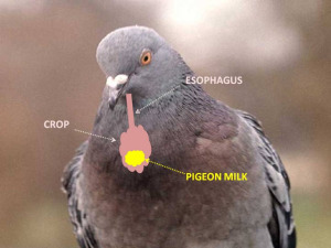 Bird Milk