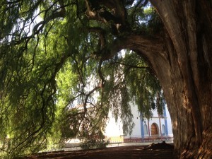 Árbol del tule
