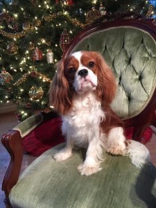 ChirstmasPuppy