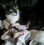 Smaug, lord of socks.