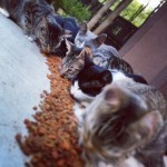 The feral cats in Wimberly, TX, where I visited Sally
