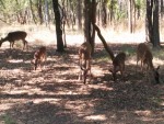 Deer on the Wimberly estate.