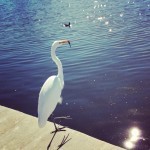 Discovered a new park and fell completely in love with it.