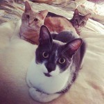 The best cat picture I've ever taken.