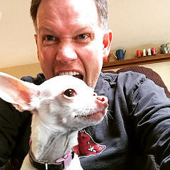 Man bites dog. #chihuahua #NobleChristmas