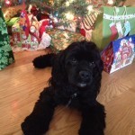 Raven's 1st Christmas