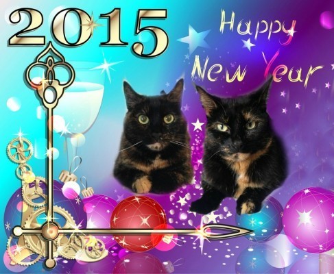 happy-new-year-cats
