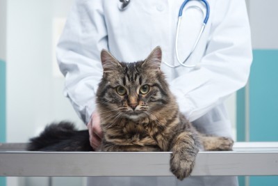 veterinarian-and-cat