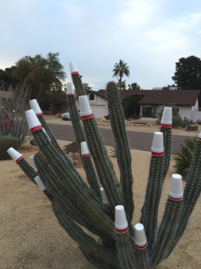 A cactus protected from freezing weather. Sort of.