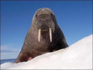 walrus
